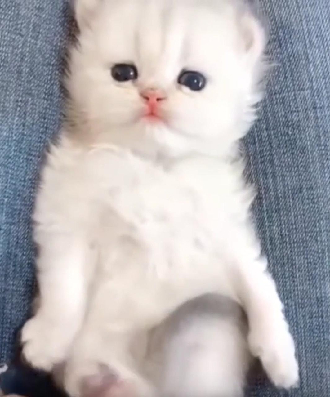 So adorable; kittens cutest baby