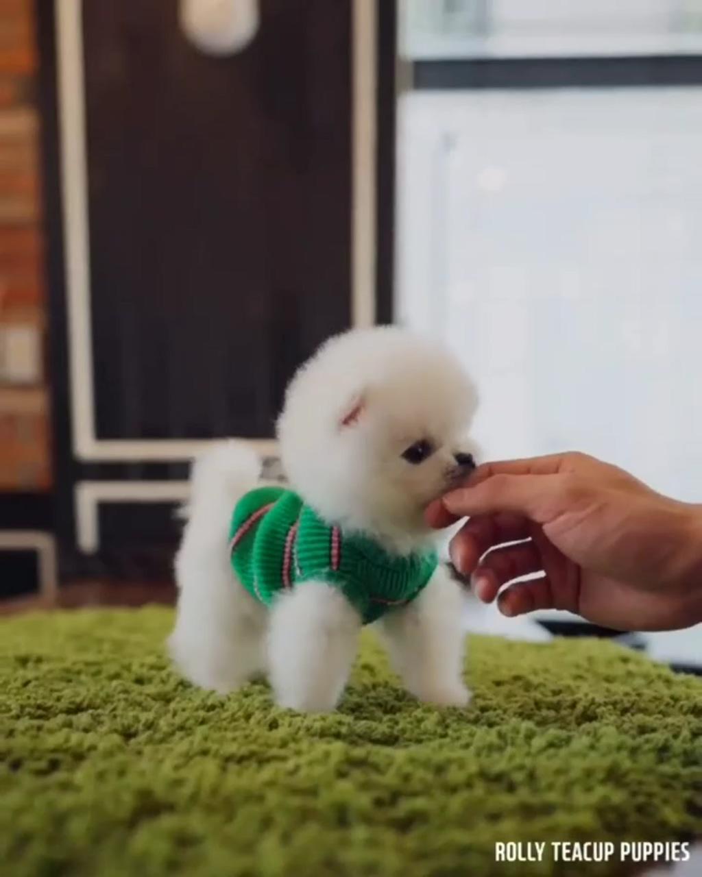 So cute and adorable pomeranian puppy  | cute teacup puppies