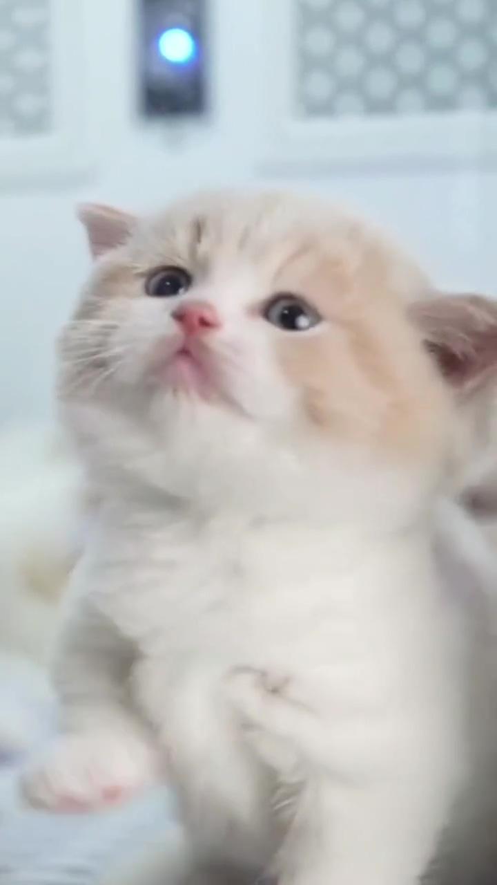 So cute cat | cute kitten