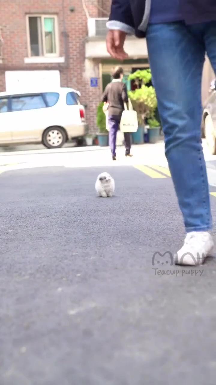 So cute dog | mandalay