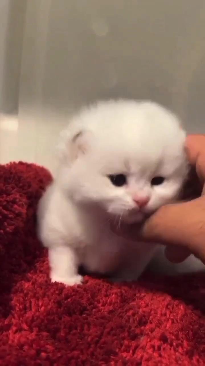 So cute | kittens cutest baby