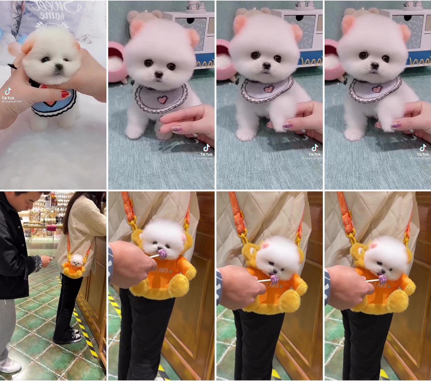 So cute pomeranian puppy ; when did you realize it was a puppy