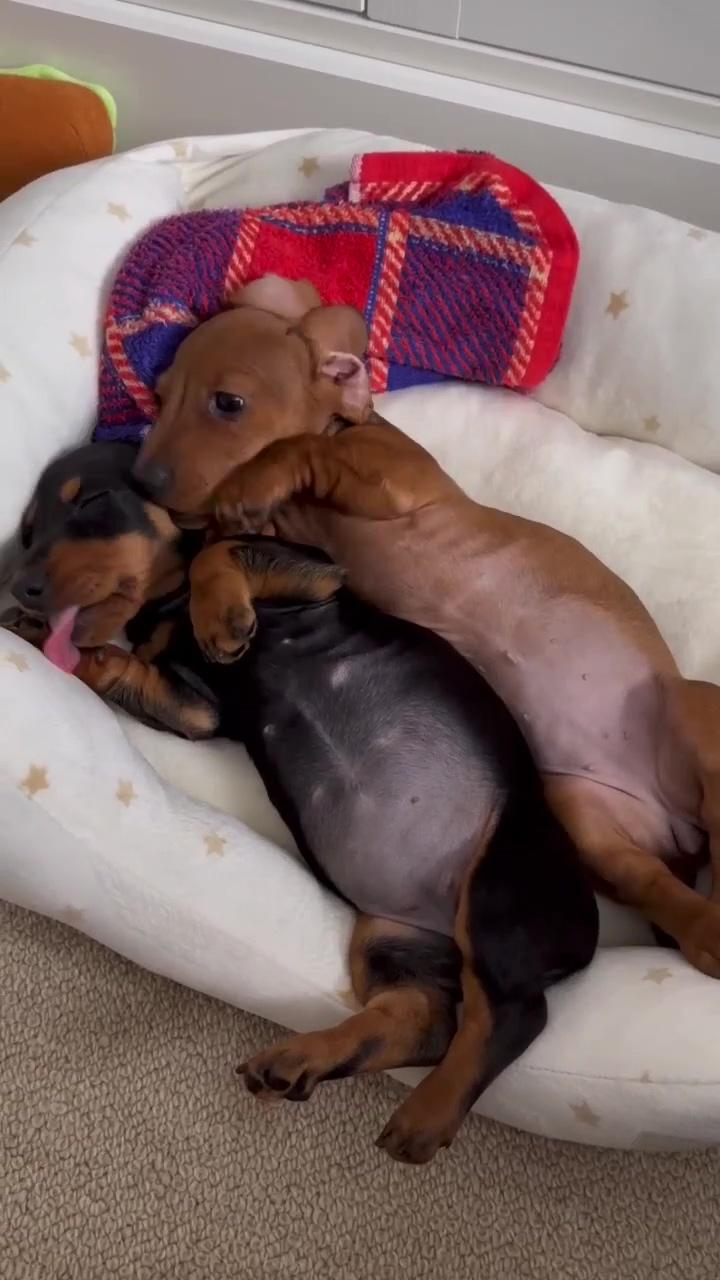 So sweet; dachshund puppies