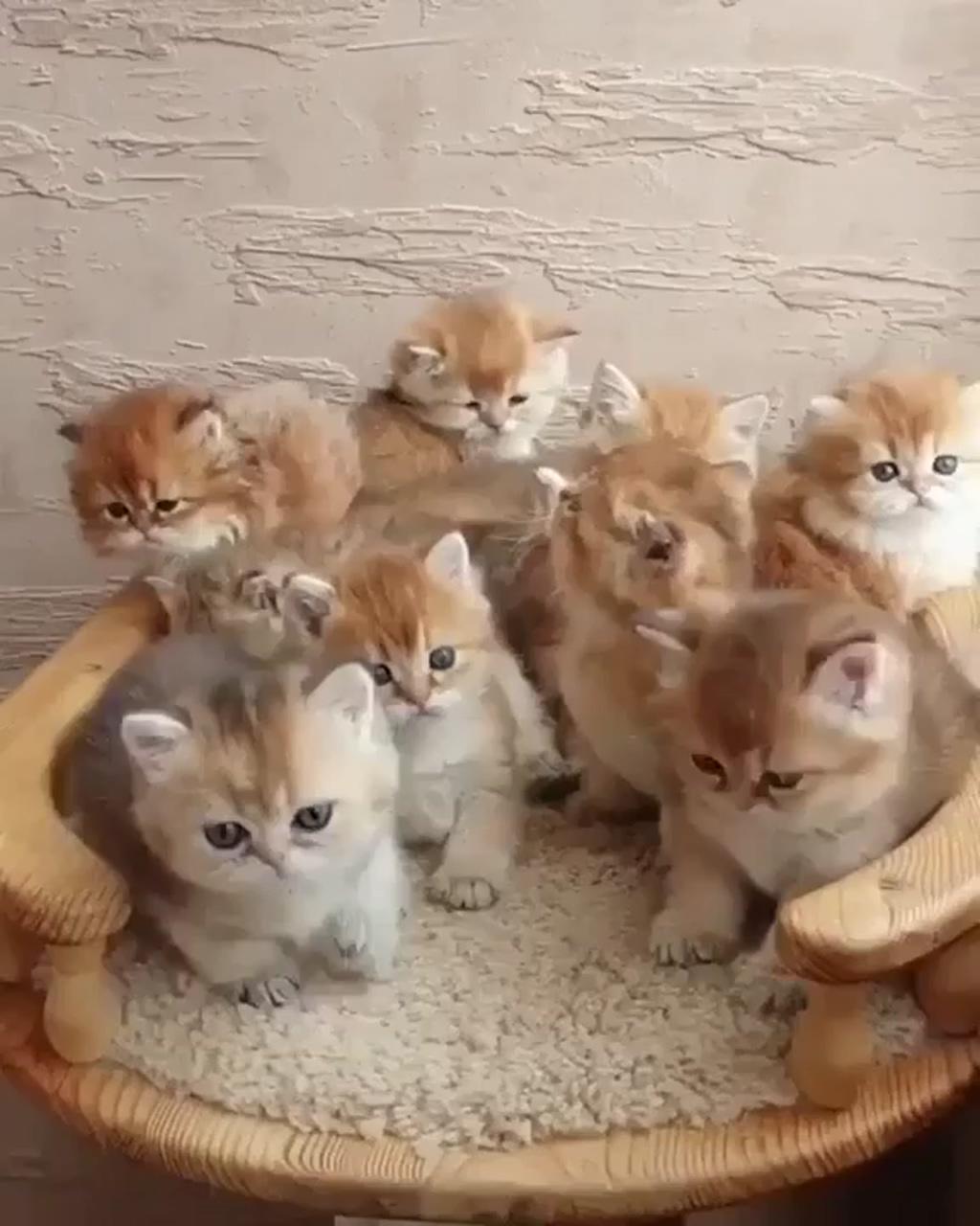 Sooo cute and adorable kittens | a cute kitten