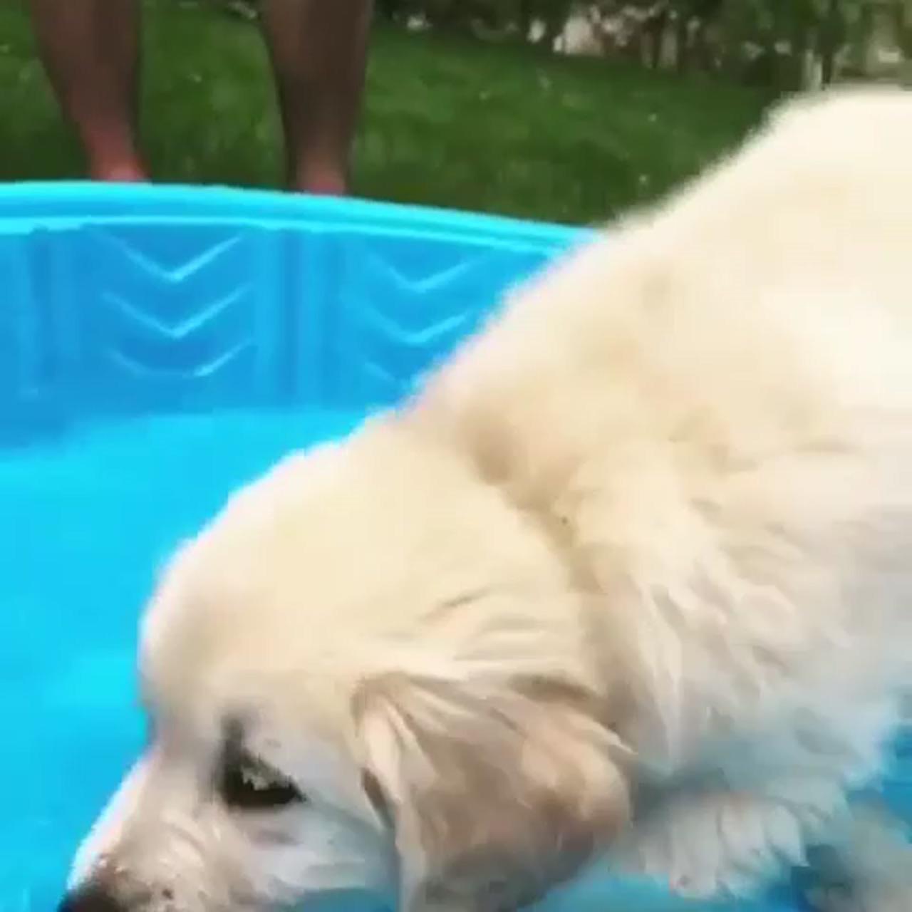 Splish and splash | cute labrador puppies