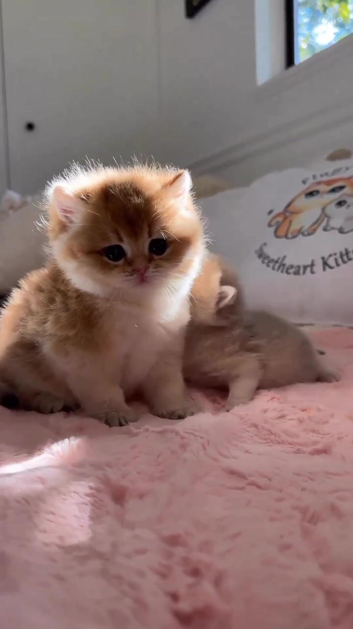 Super cute kittens | cute little kittens