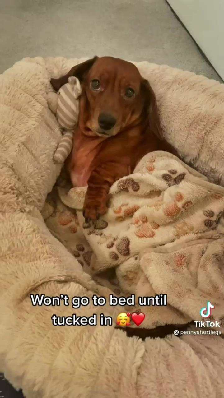Tag your friends who love dachshunds dog. tag someone who needs to see this; funny dachshund