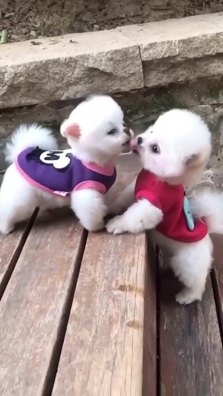 Tenderness | cute dogs