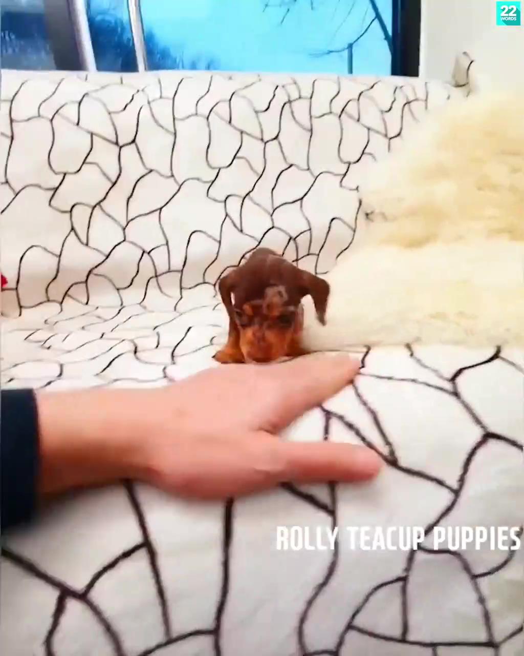 The cutest dachshund dog puppy | baby animals pictures