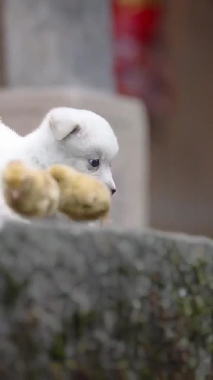 The friendship between the puppy and chick | cute little animals