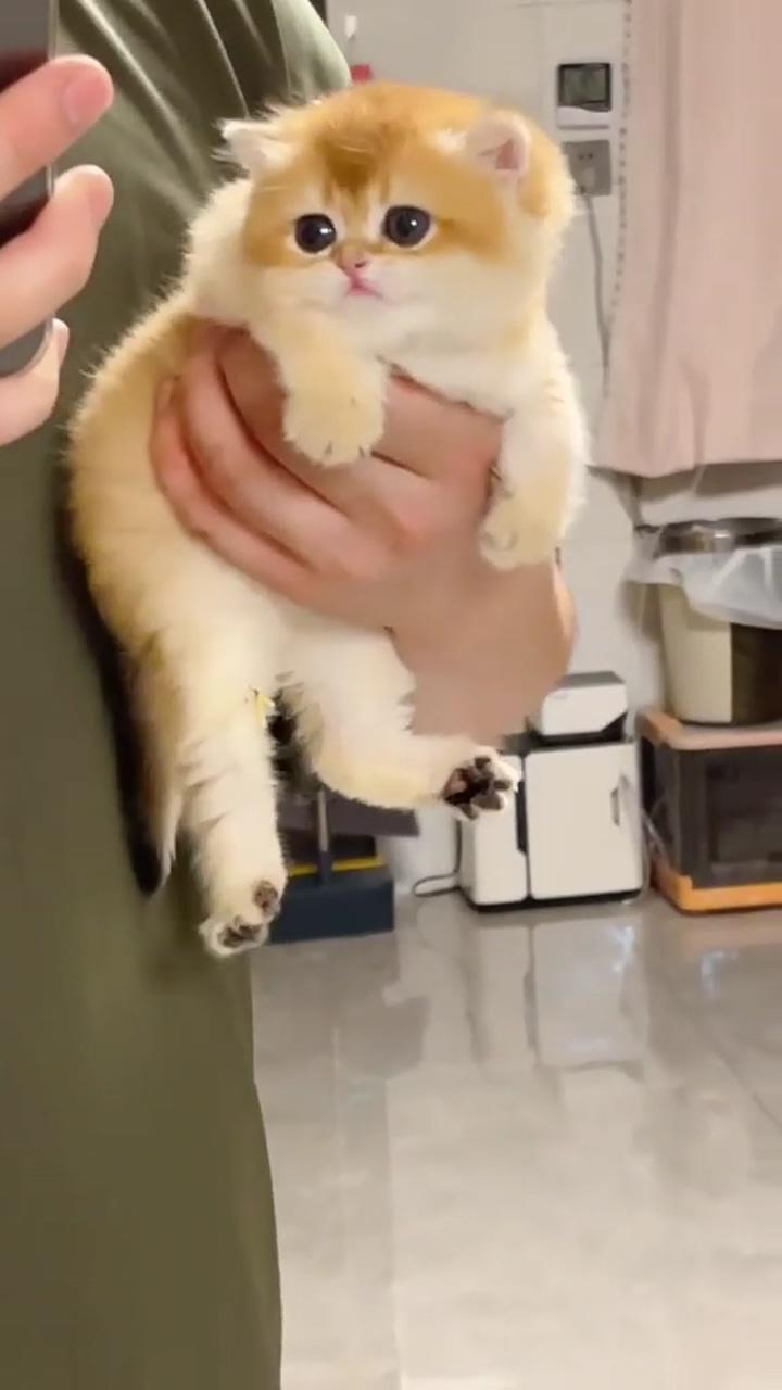 The original pairing of the best big-eyed yuanbao ear bear version of the golden gradient; kucing lucu,funny cat videos,cute funny cat videos 82