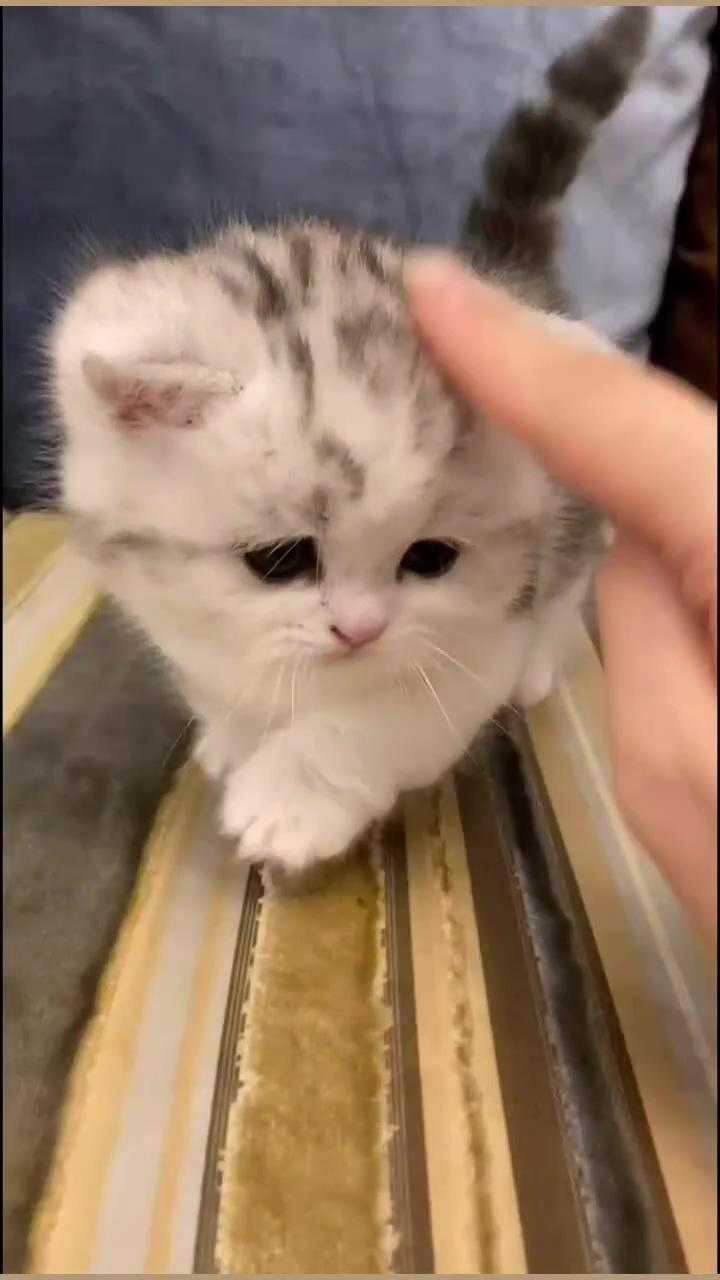 This cat is so adorable  | cute kitten