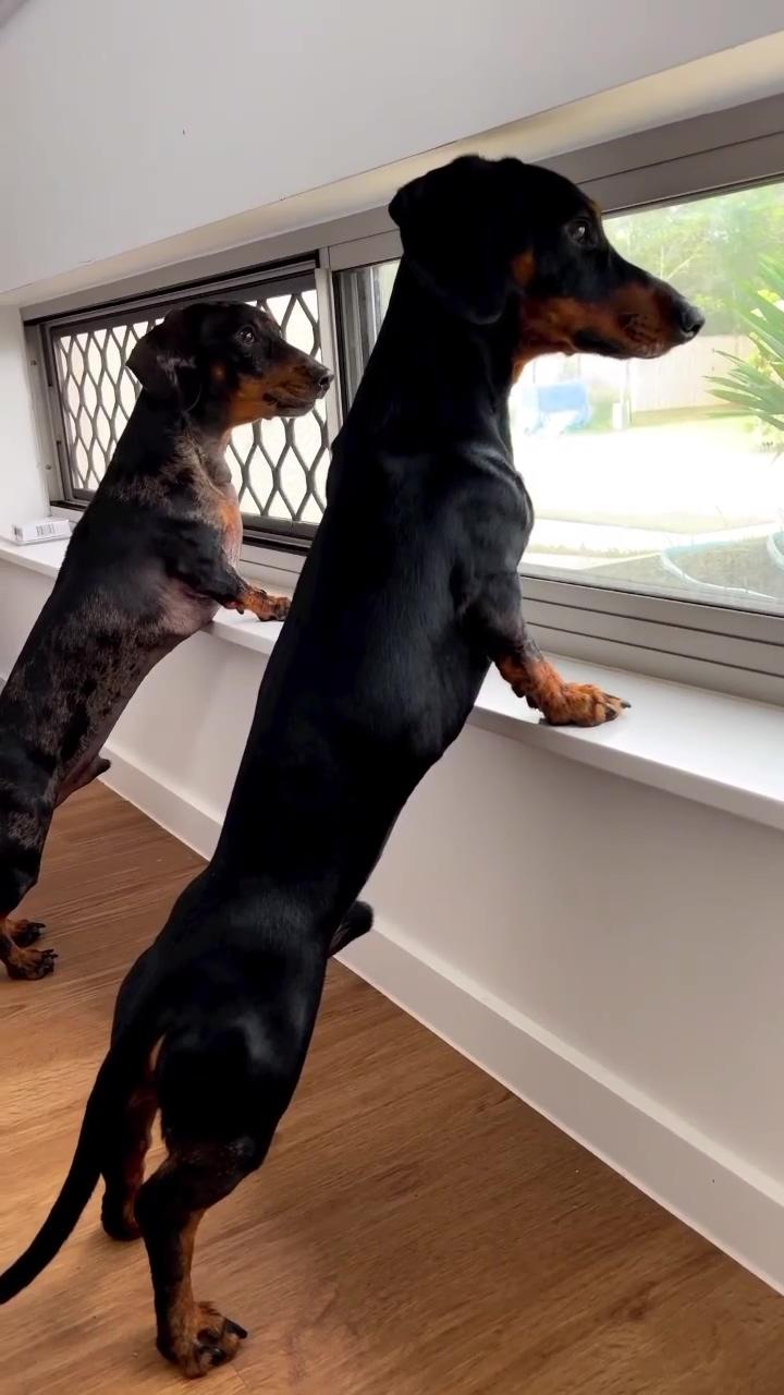 This lady just does not understand;  dachshund puppy 
