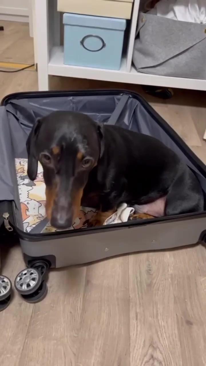 This time i'm coming with you. ; dachshund videos