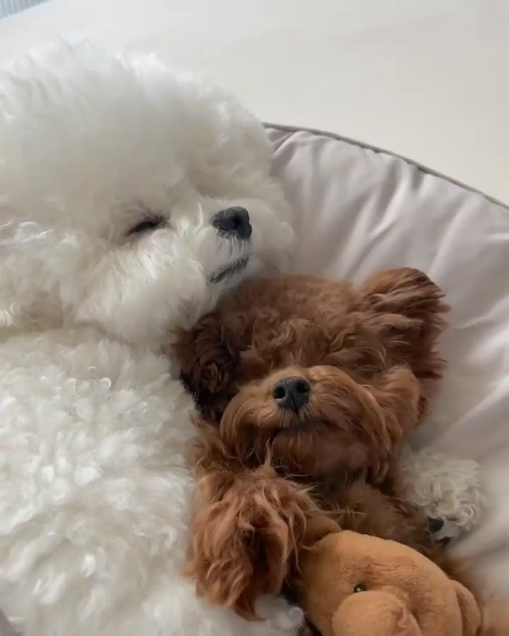 Three little bears | cutest puppies ever