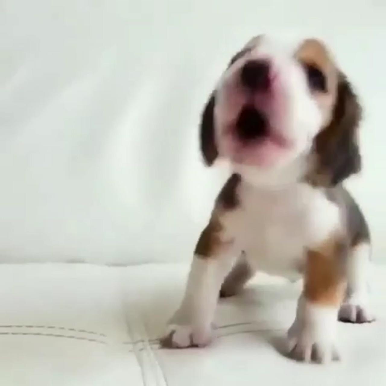 Tiny puppylove,, | super cute puppies