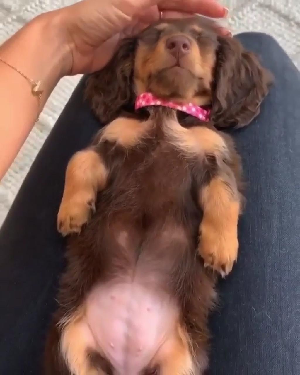 Too cute not to share | mini dachshund