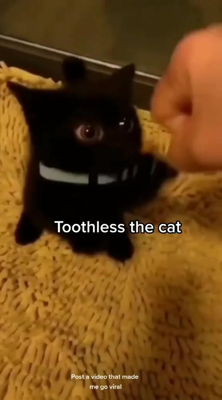 Toothless | silly cats pictures