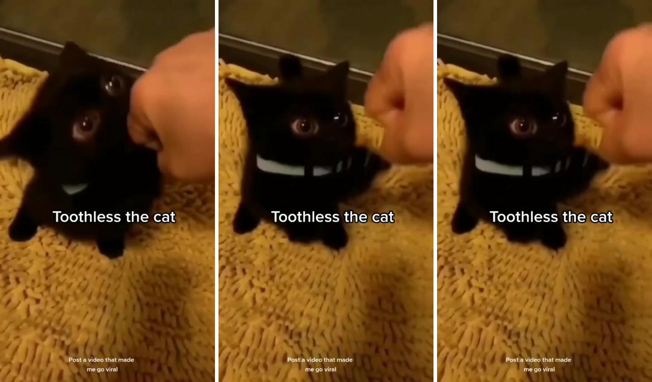 Toothless; silly cats pictures