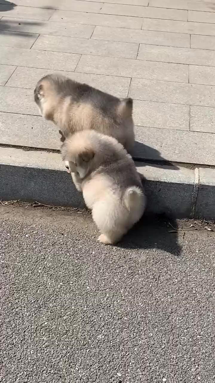Two chubby puppies | what a nice smile