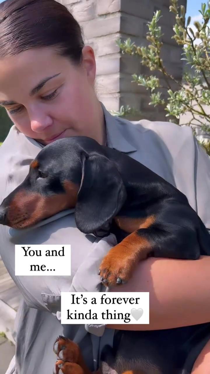 U and me | dachshund videos