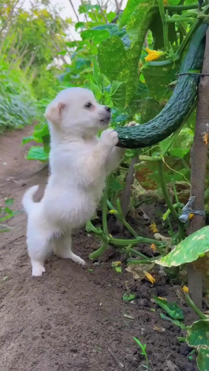 Vegetarian puppy; too darn cute