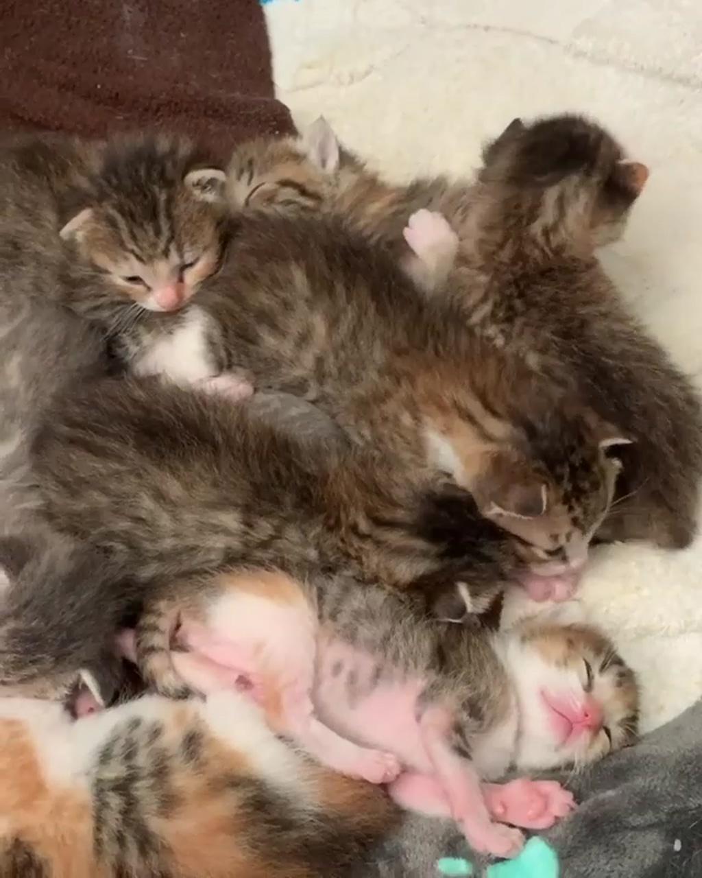 Wakey wakey, precious babies  | cats love