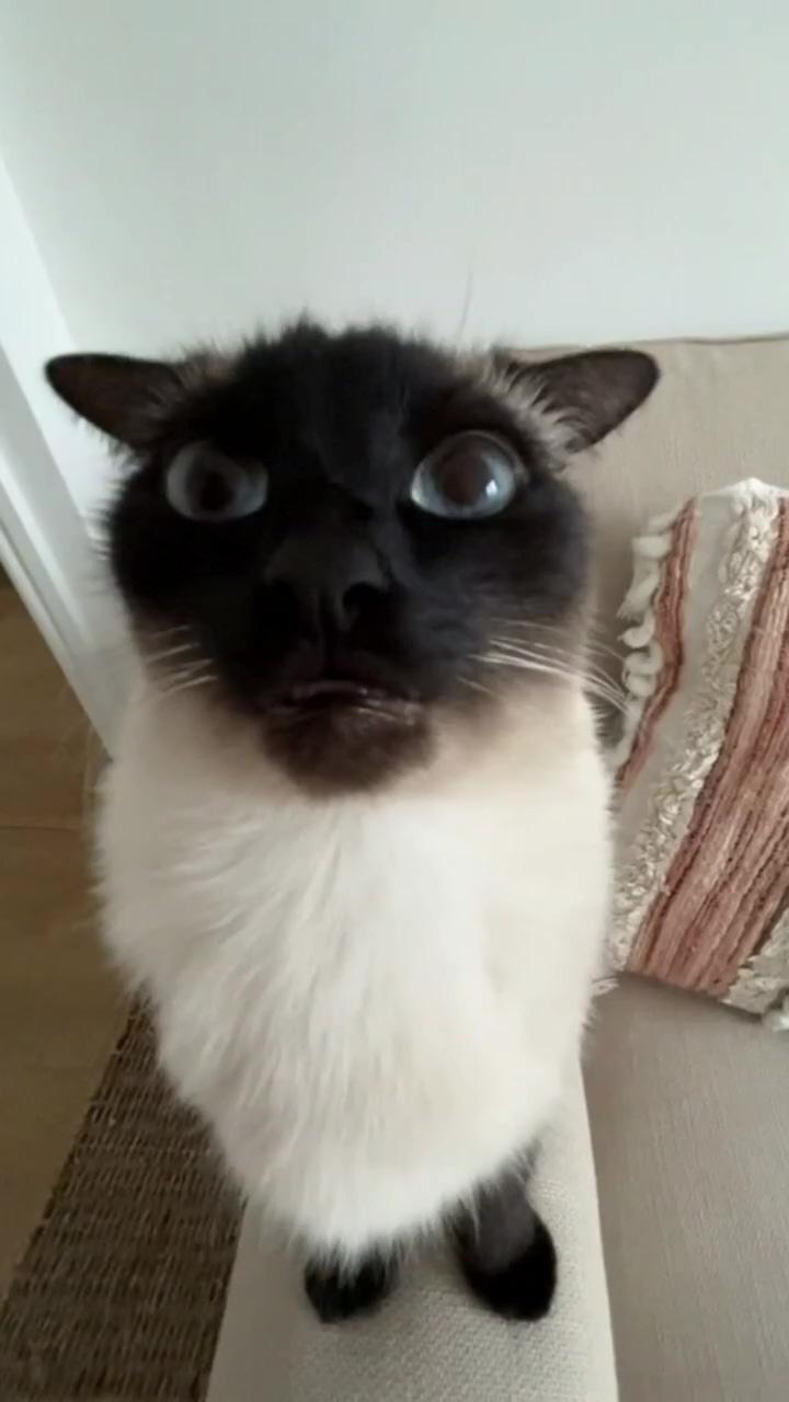 Wat the human doin | siamese cats funny