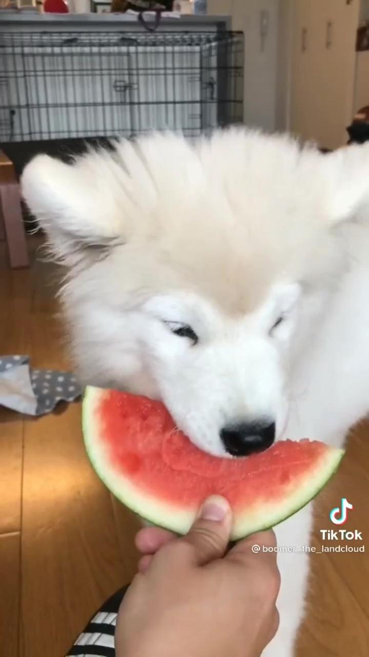 Watermelon sugar  | mango showing off his happy dance 