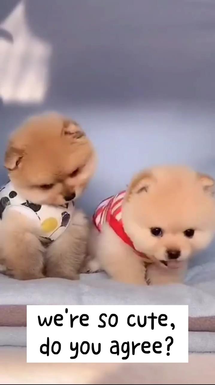 We're so cute,do you agree | cute little animals