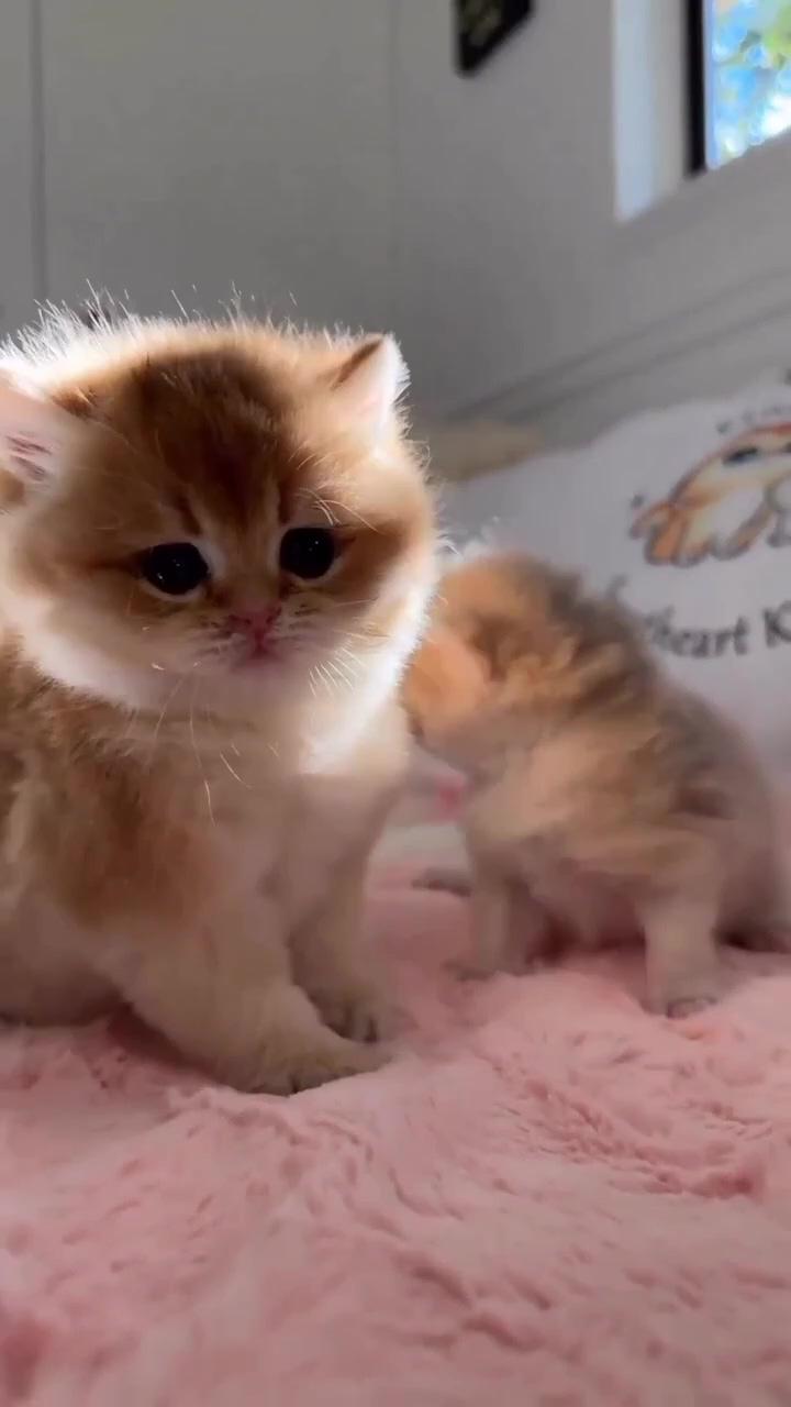 What's the cuteness percentage of this little kitty write the percentage in the comments    | super cute kittens