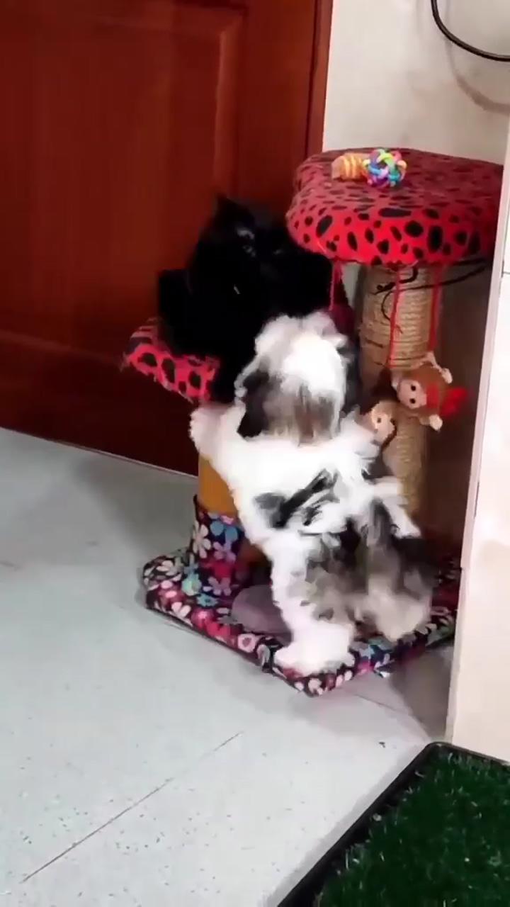 When the battery is full nobody can hold me, even the cat can't escape  | cute funny dogs
