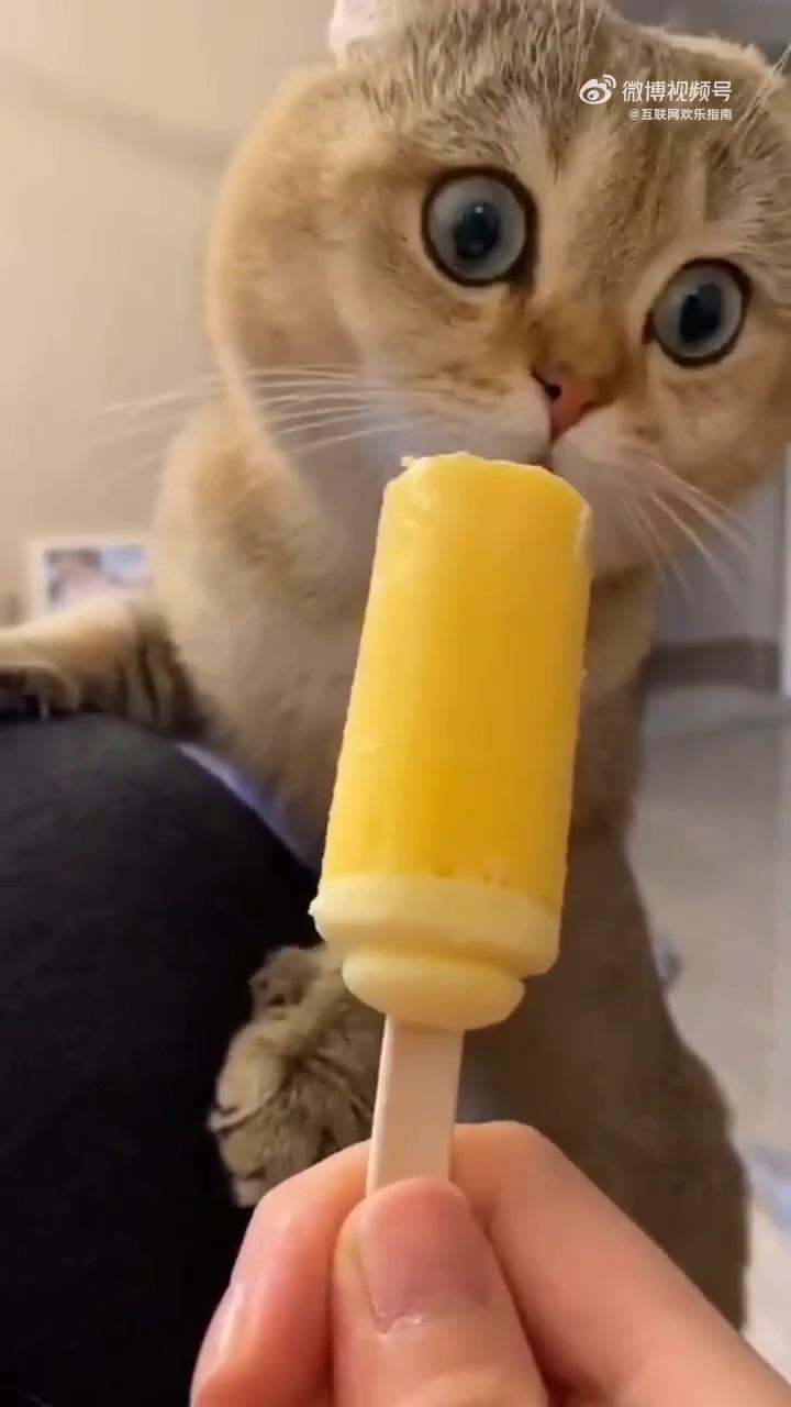 When the cat eats popsicle the first time | fun with animals