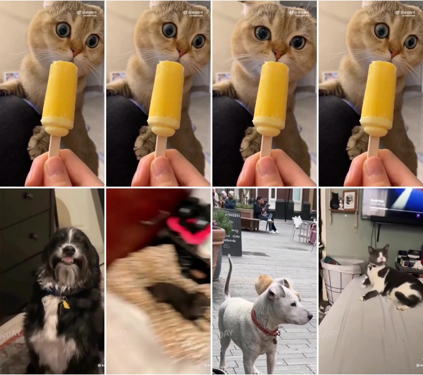 When the cat eats popsicle the first time; fun with animals