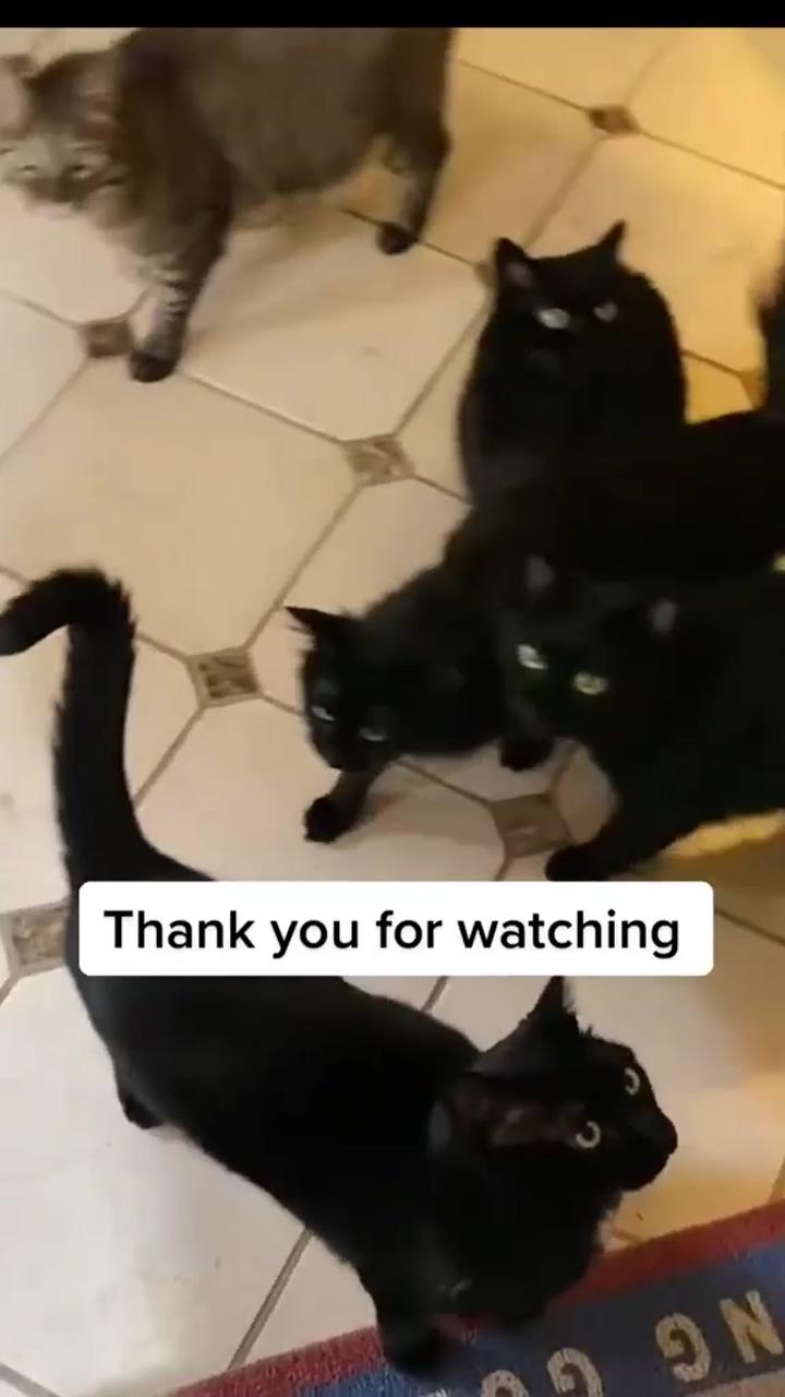 When you have a lot of black cats | kitty ears will fly soon
