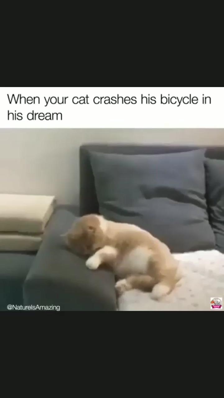 When your cat crashes his bicycle in his dream | the most convincing puppy ever