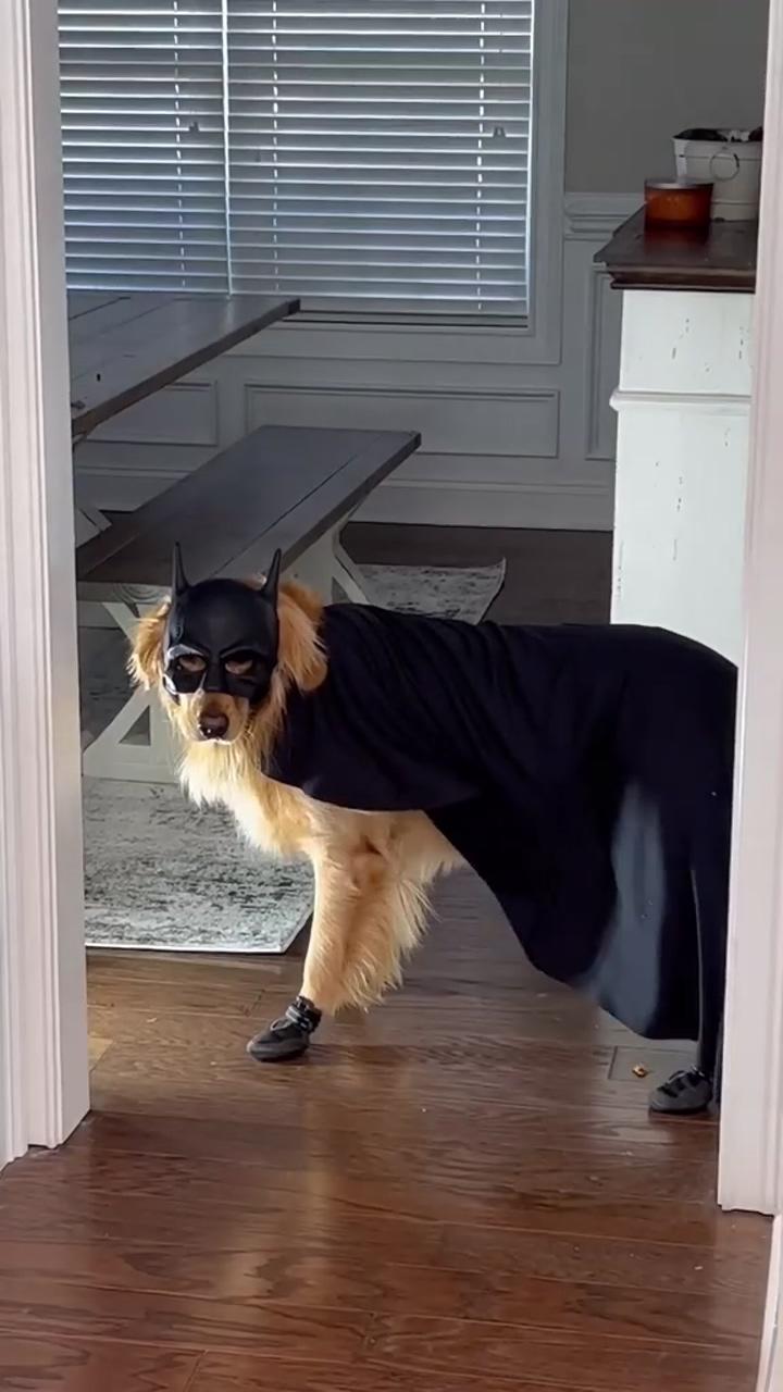 When your dog decided to be batman | cute little puppies