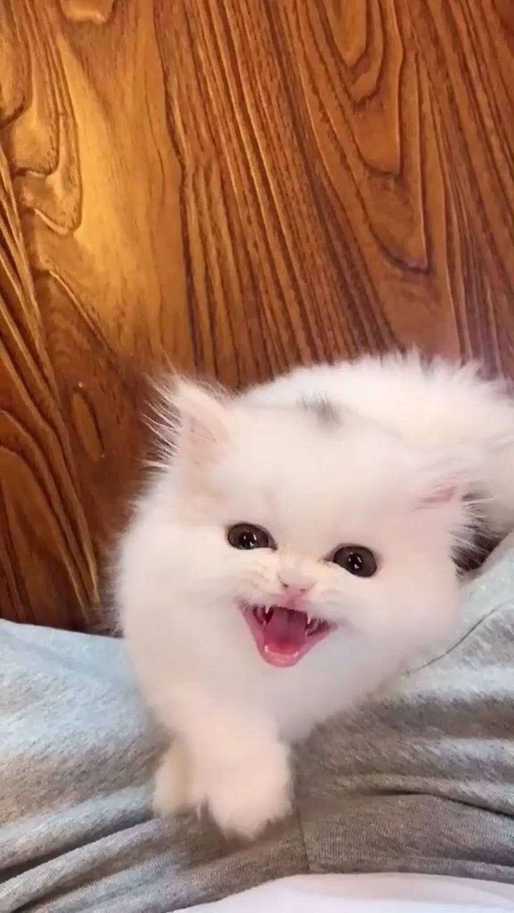 White cat | adorable kitten
