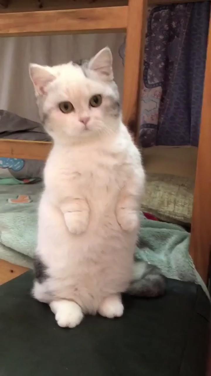 Who's there talking about me ; cute cat gif