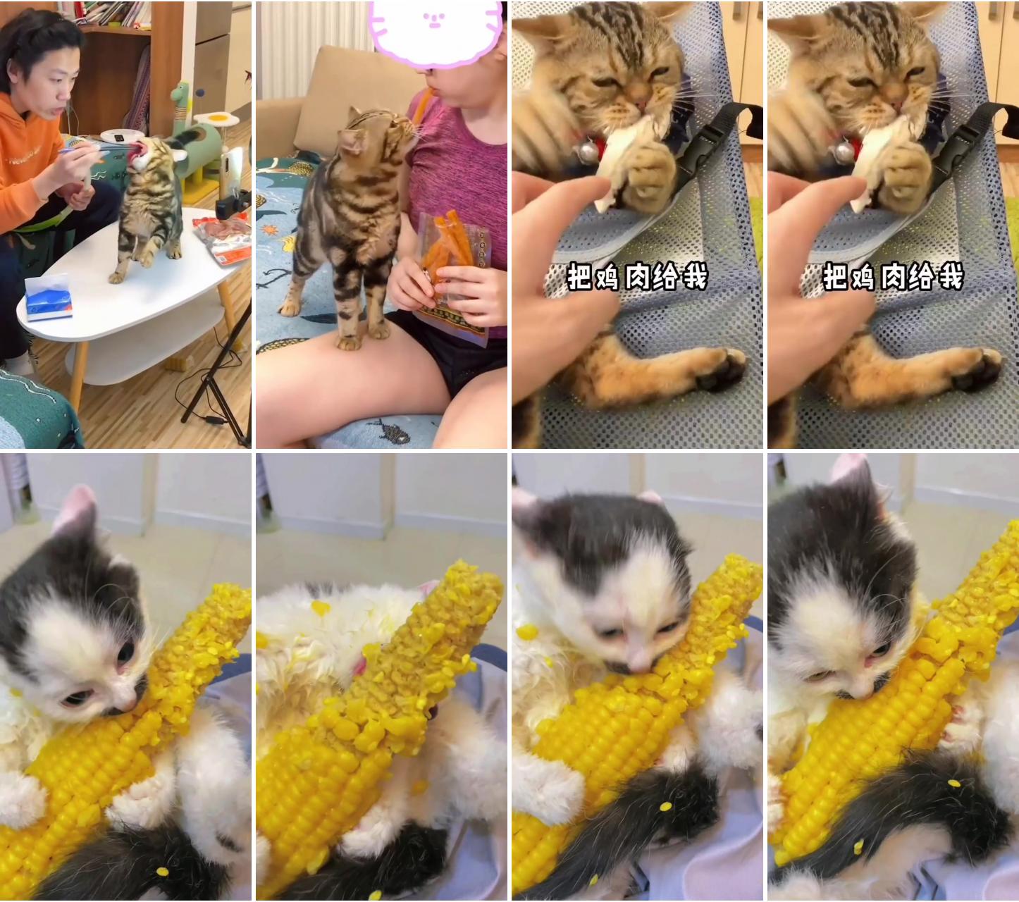 Whose cat likes to steal food like this haha; cat eating capacity