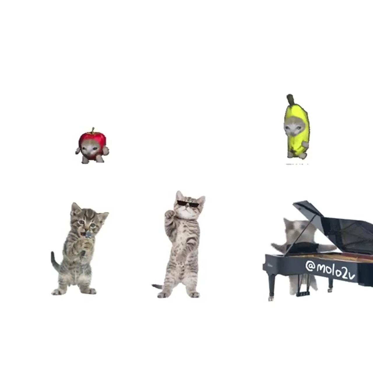A band of cats singing and playing the piano #cat #cats #band #piano #singing; funny animal pictures