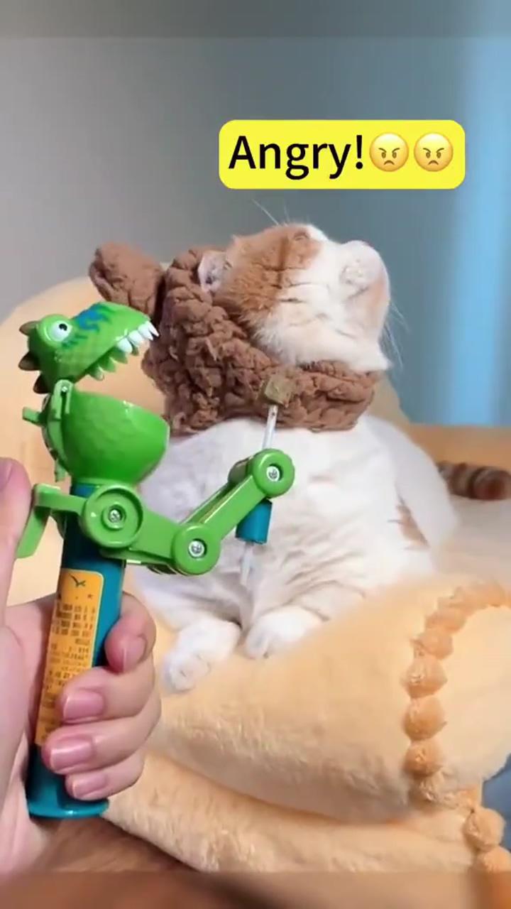 Angry cat plays with a toy; cat and dog videos