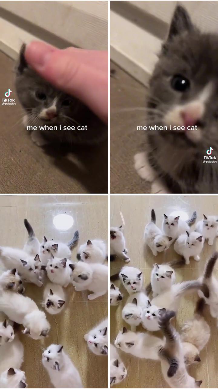 Are you singing; cute baby cats