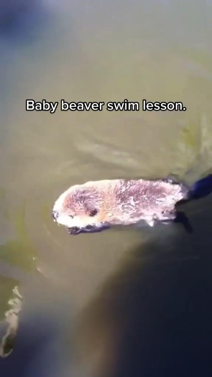 Baby beaver swim lessons; cat vs scary spider 