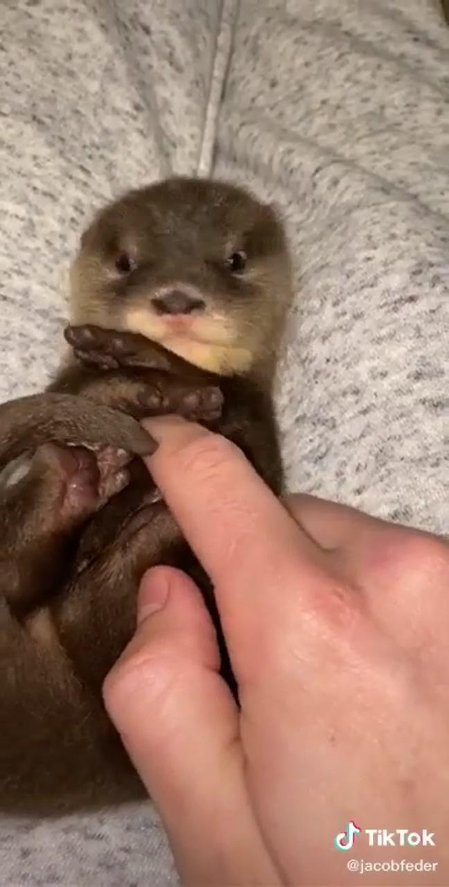 Baby otters are adorable; baby animals pictures