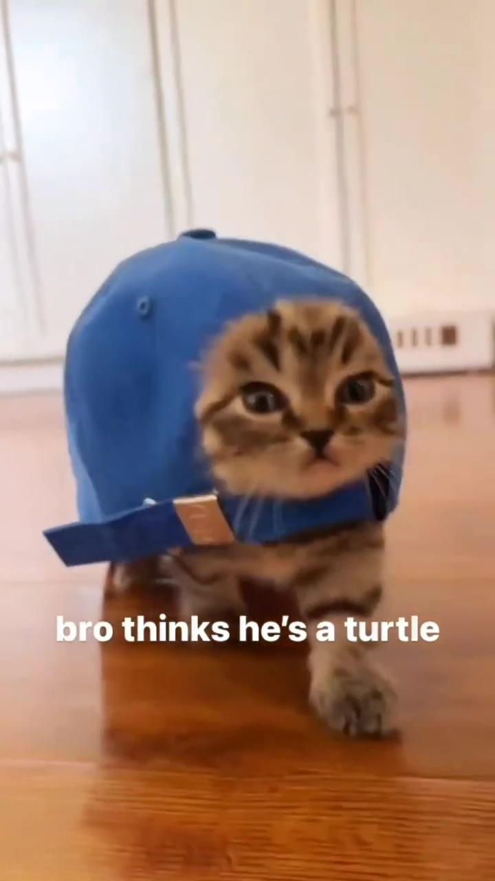 Bro is a turturtle; get ready for a meow-magnificent journey into the world of cats 