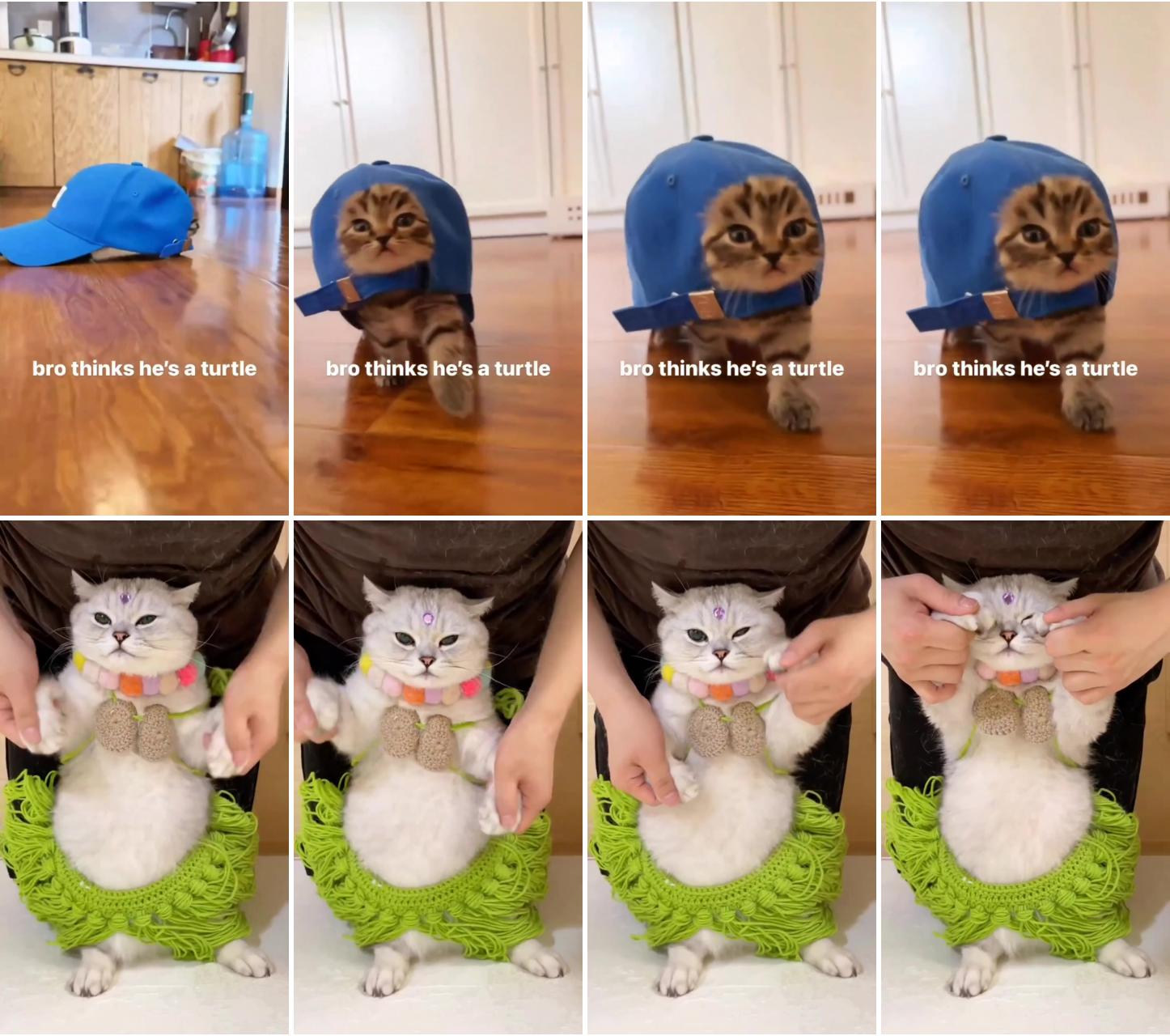 Bro is a turturtle; get ready for a meow-magnificent journey into the world of cats 