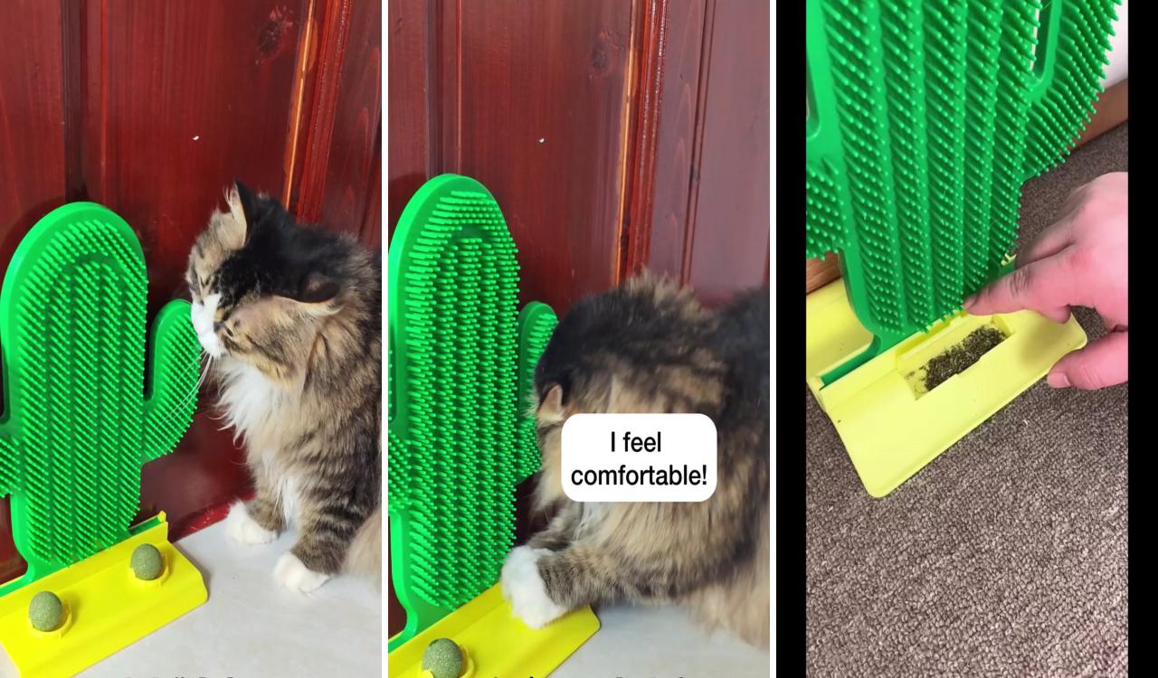 Cactus cat groomer brush with catnip - pawpycup; funny cat videos