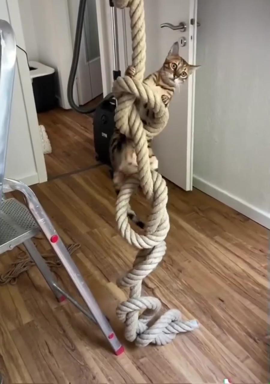 Cat climbing toys; diy cat tree