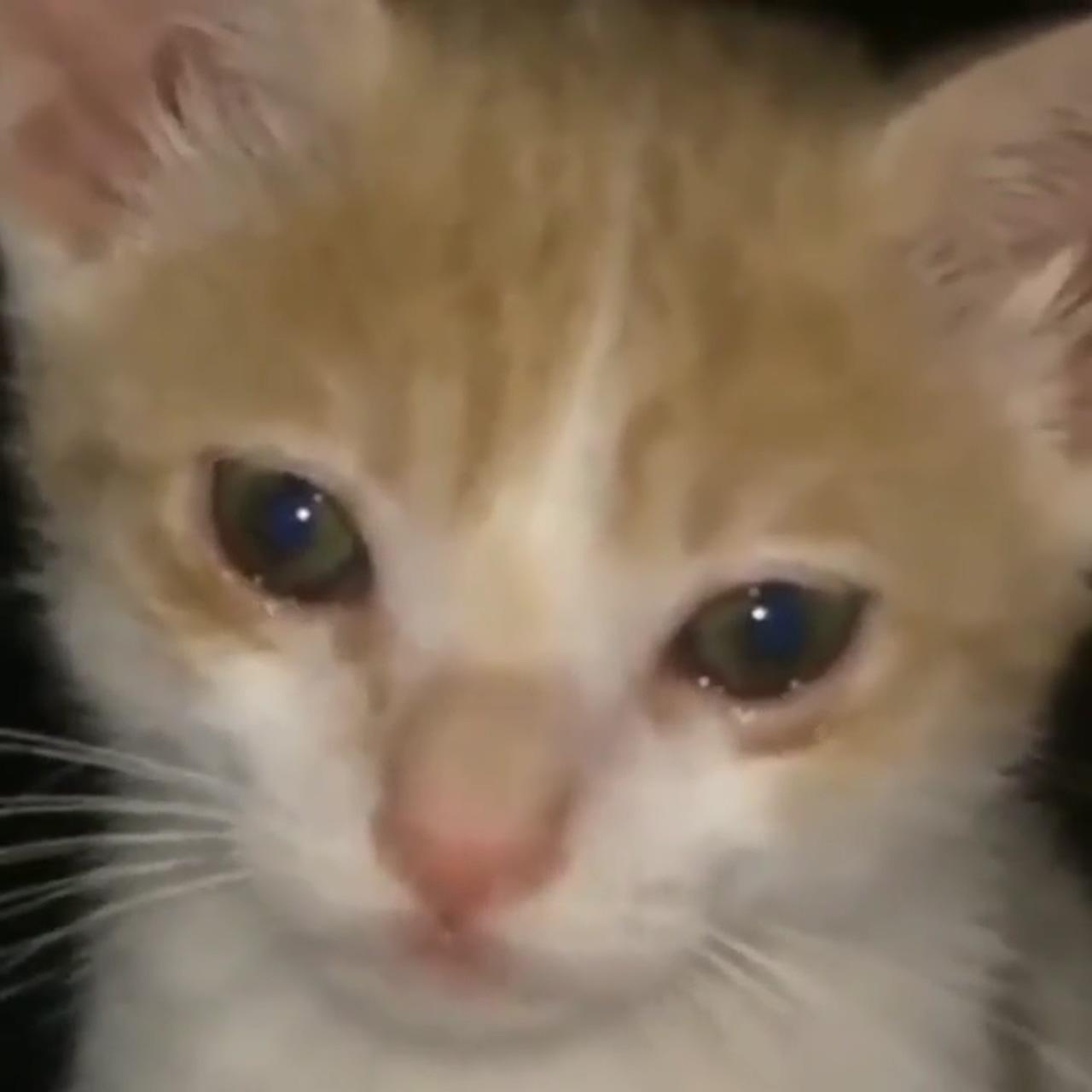 Cat crying; funny cute cats